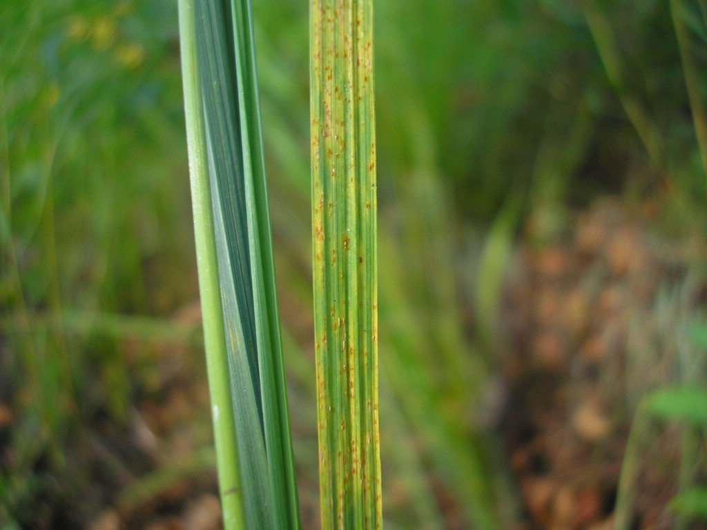 Puccinia-pygmaea_Calamagrostis-epigejos