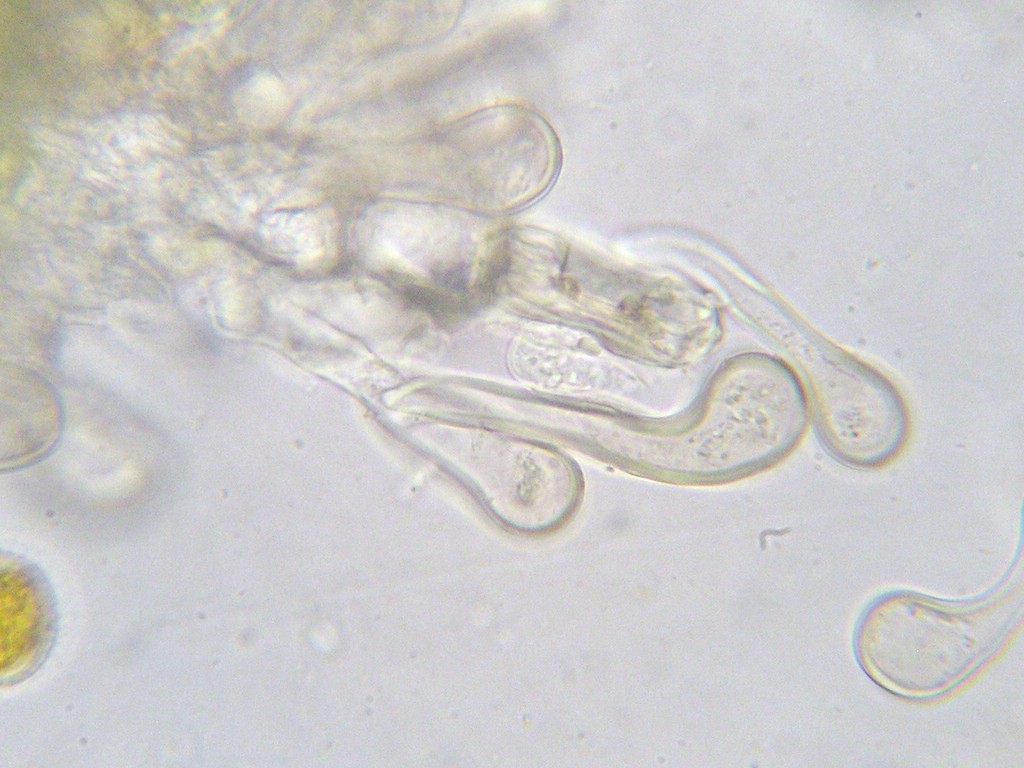 Puccinia-pygmaea_Calamagrostis-epigejos