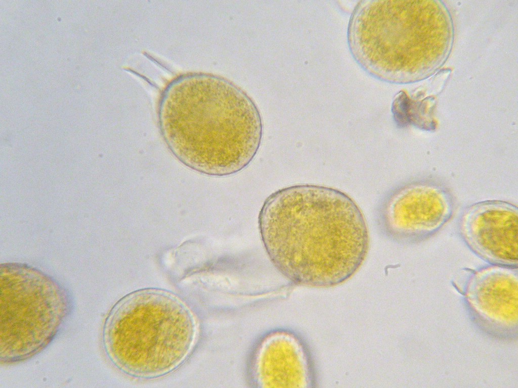 Puccinia-pygmaea_Calamagrostis-epigejos