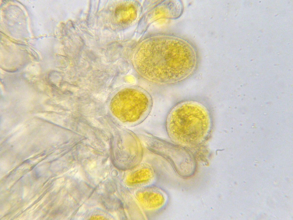 Puccinia-pygmaea_Calamagrostis-epigejos