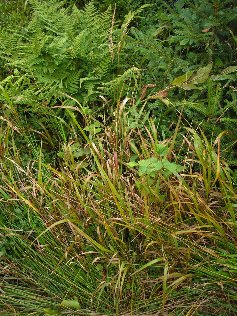 Puccinia-pygmaea_Calamagrostis-villosa