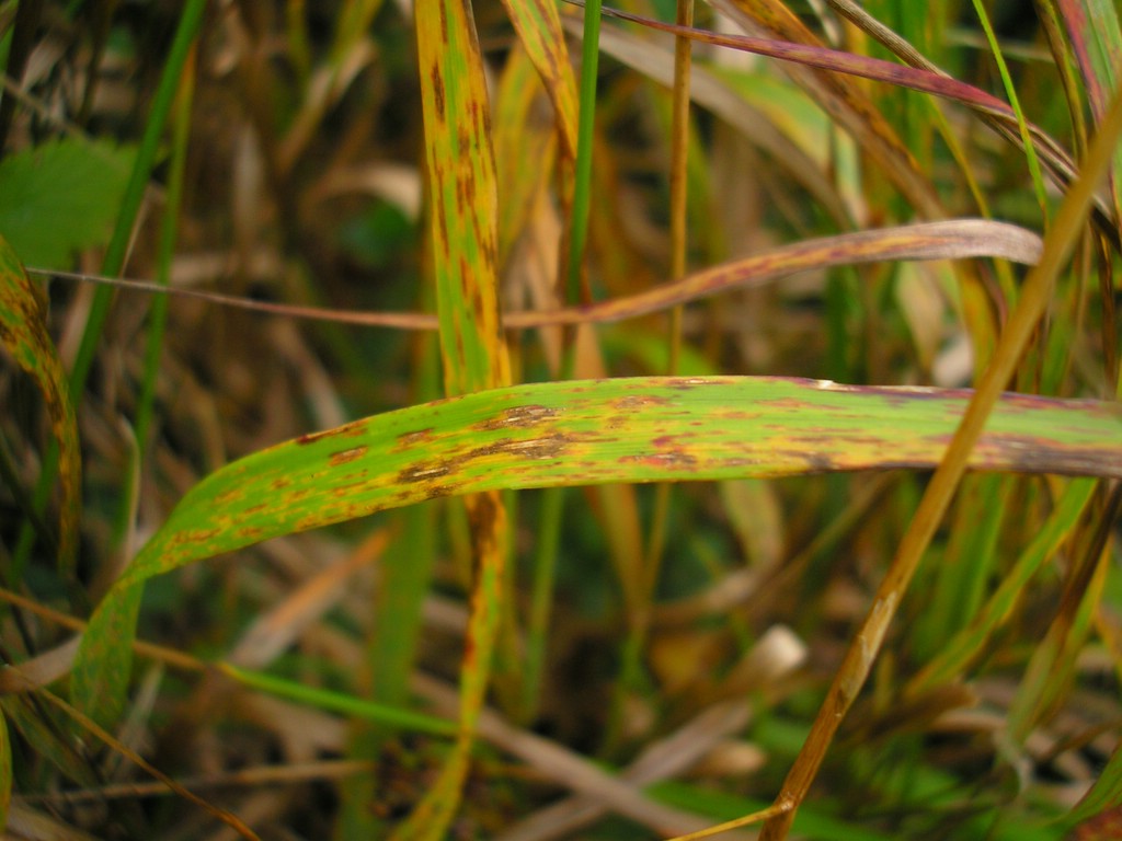 Puccinia-pygmaea_Calamagrostis-villosa