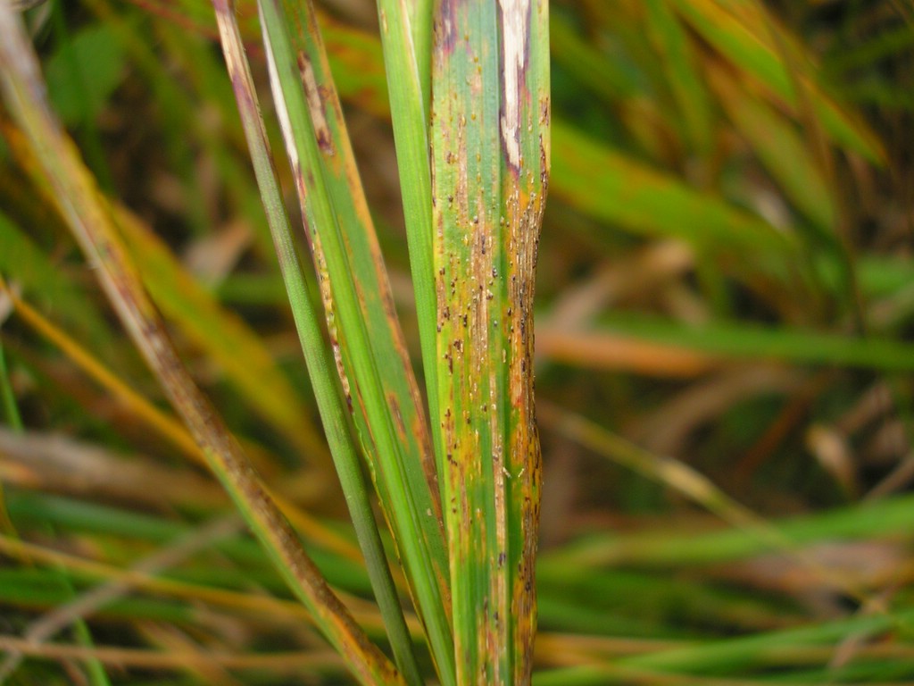 Puccinia-pygmaea_Calamagrostis-villosa