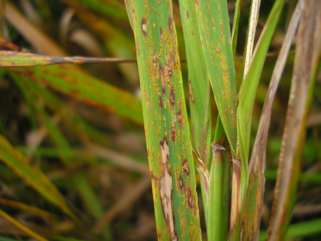 Puccinia-pygmaea_Calamagrostis-villosa