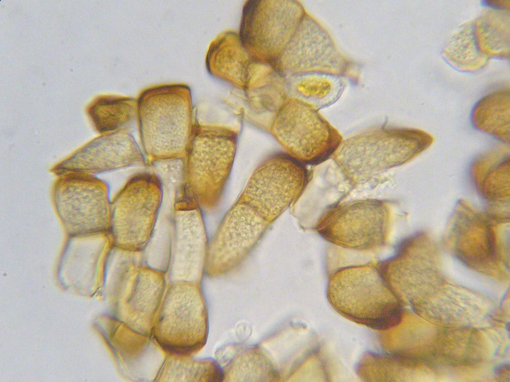 Puccinia-pygmaea_Calamagrostis-villosa