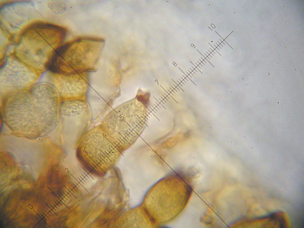 Puccinia-pygmaea_Calamagrostis-villosa