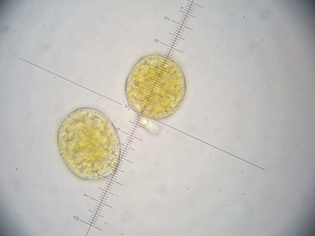 Puccinia-pygmaea_Calamagrostis-villosa