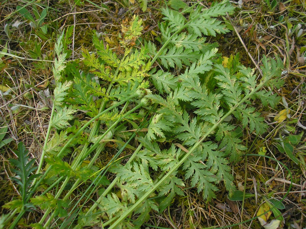 Puccinia pyrethri