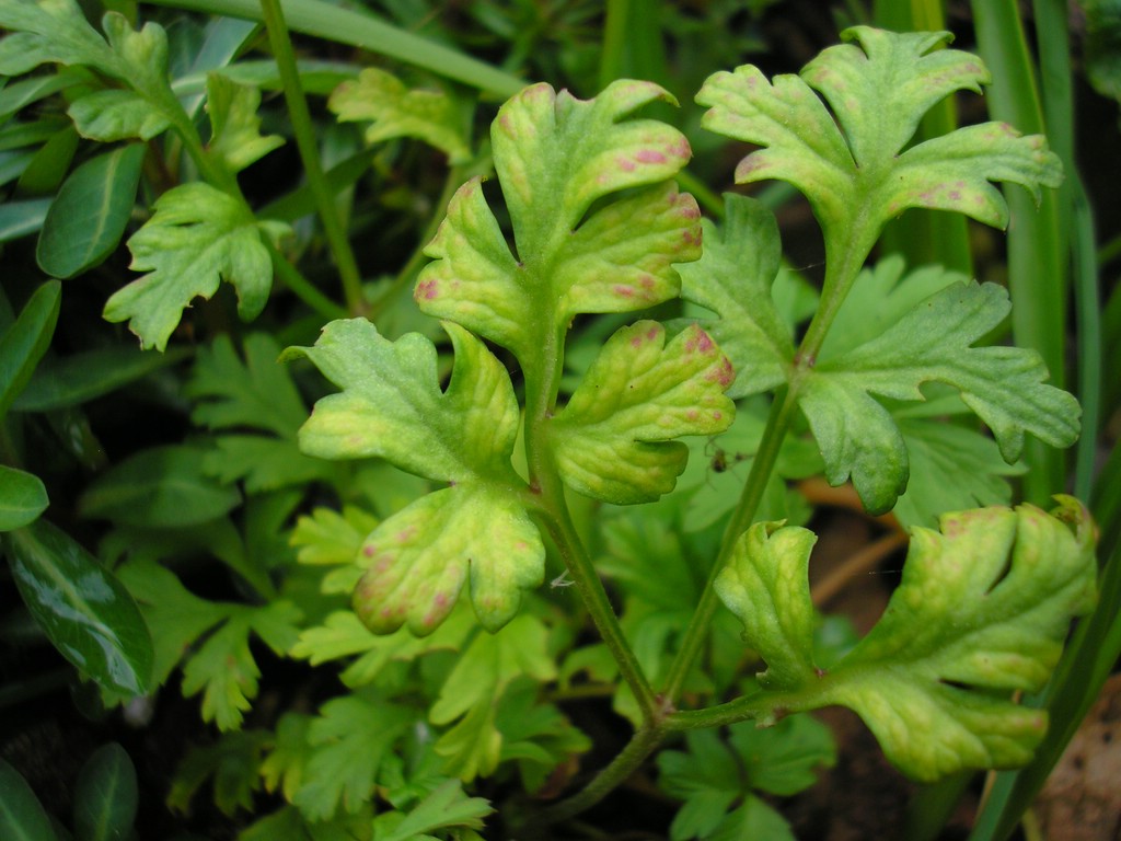 Tranzschelia discolor (Obligat) Phytoparasitische Kleinpilze