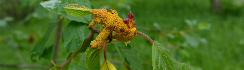 (Obligat) Phytoparasitische Kleinpilze