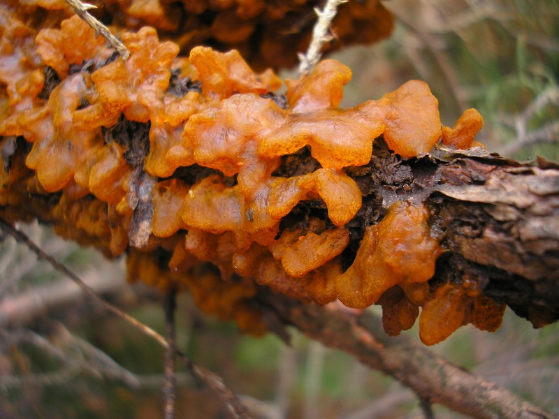 Gymnosporangium sabinae (Obligat) Phytoparasitische Kleinpilze