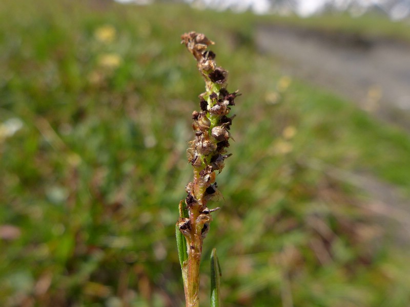 Microbotryum bistortarum_Bistorta vivipara_JKruse (1)