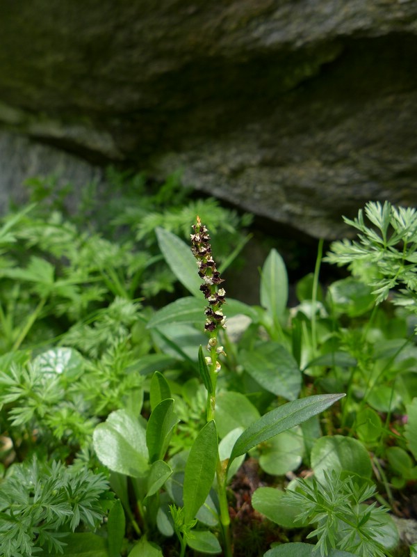 Microbotryum bistortarum_Bistorta vivipara_JKruse (2)