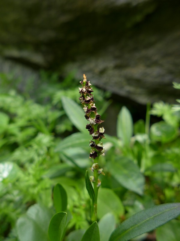 Microbotryum bistortarum_Bistorta vivipara_JKruse (3)