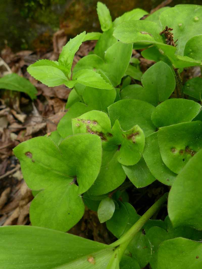 Urocystis_syncocca_Hepatica_nobilis_JKruse (1)