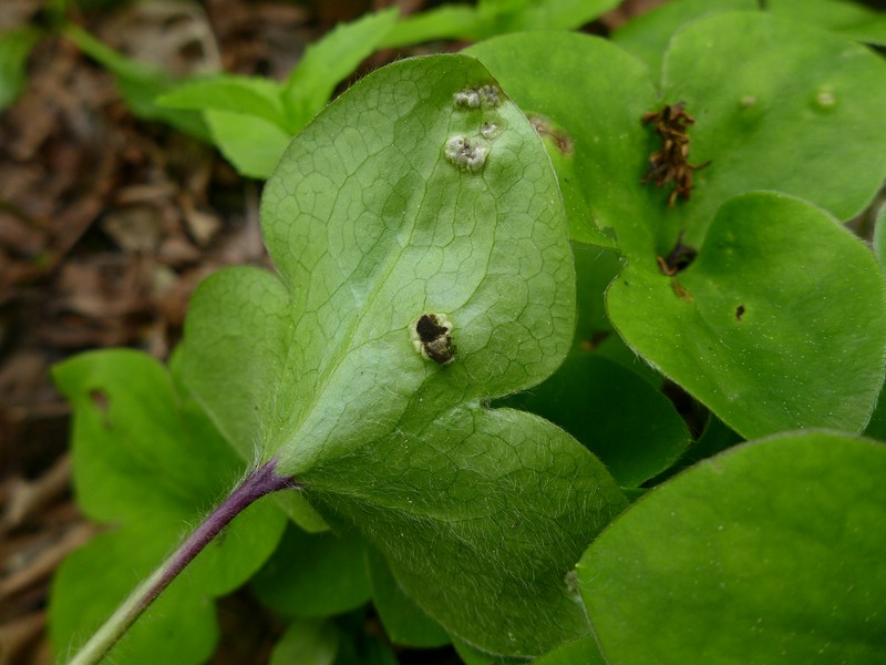 Urocystis_syncocca_Hepatica_nobilis_JKruse (4)
