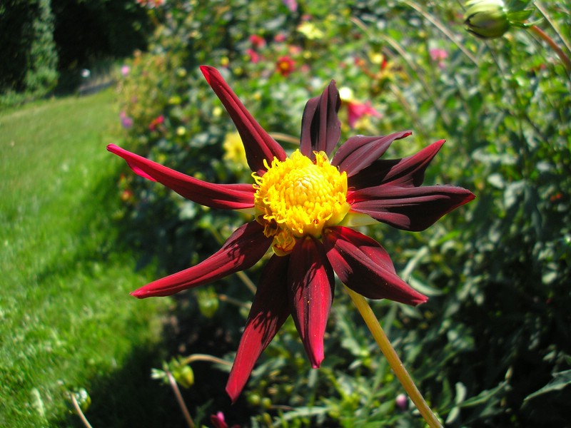 OLYMPUS DIGITAL CAMERA