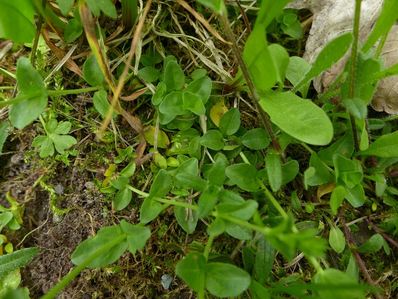 Entyloma veronicae_Veronica serpyllifolia_JKruse (00)