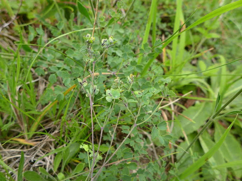 Urocystis sorosporioides_Thalictrum minus_JKruse (1)