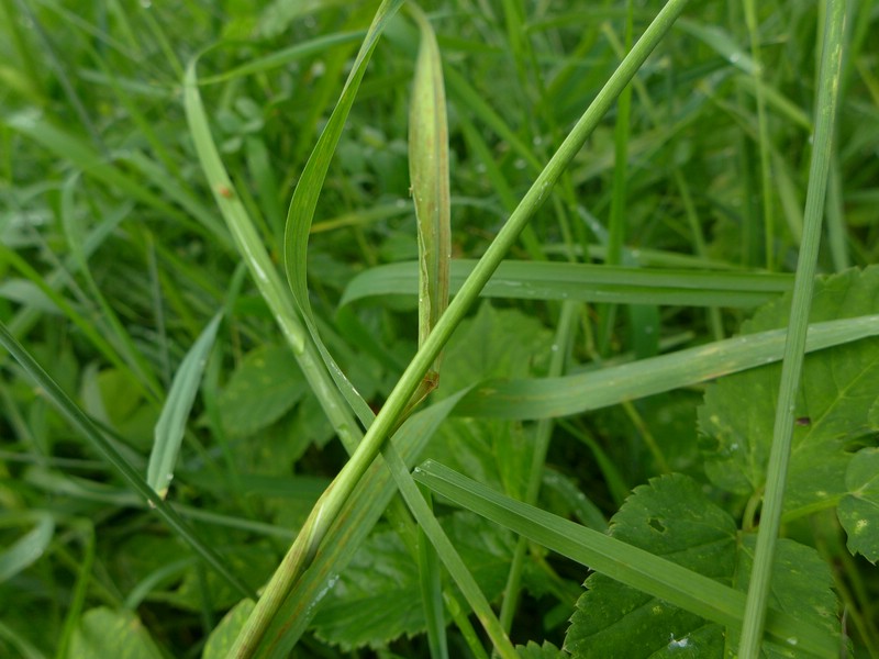 Ustilentyloma brefeldii_Elymus repens_JKruse (7)
