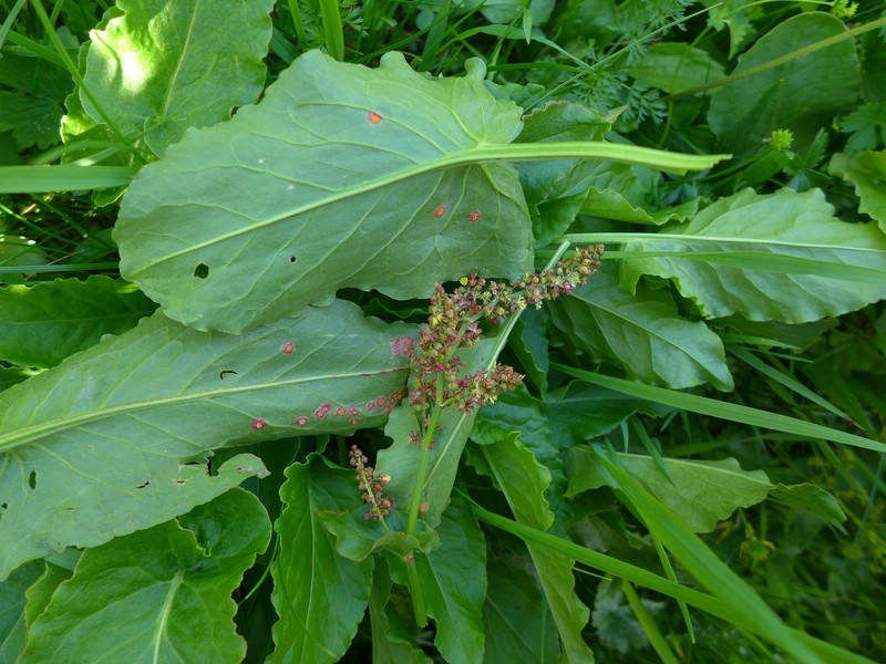 Uromyces acetosae_Rumex arifolius_JKruse (5)
