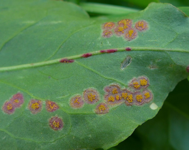 Uromyces acetosae_Rumex arifolius_JKruse (7)