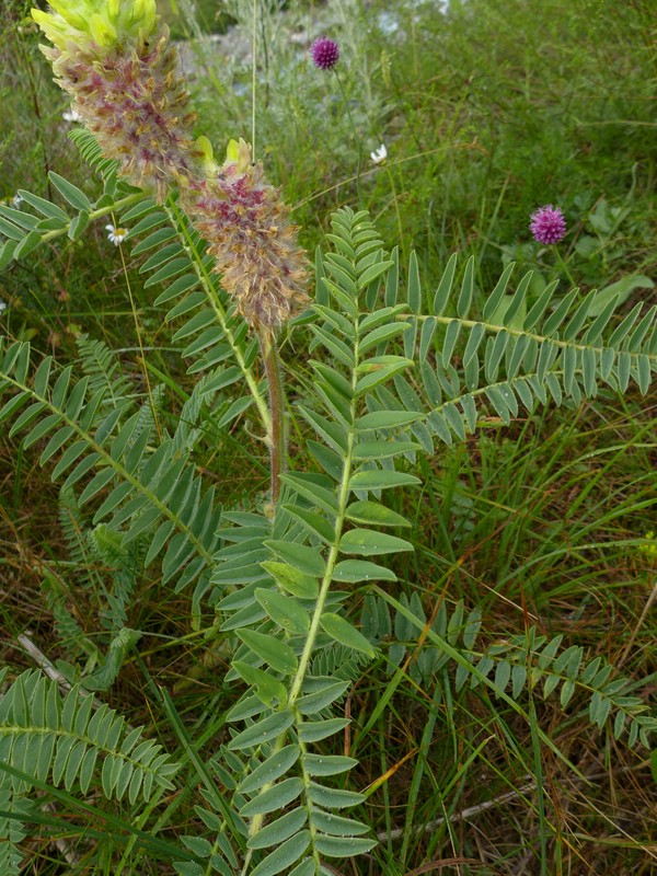Uromyces astragali-alopecuri_Astragalus alopecurus_JKruse (1)