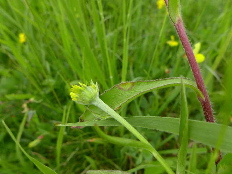 Uromyces junci_Buphtalmum salicifolium_JKruse (1)