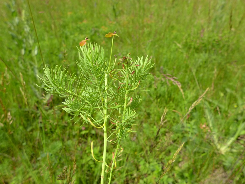 Uromyces kalmusii_Euphorbia cyparissias_JKruse (1)