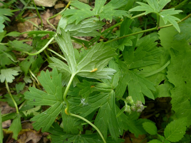 Uromyces lycoctoni_Aconitum lycoctonum_JKruse (1)