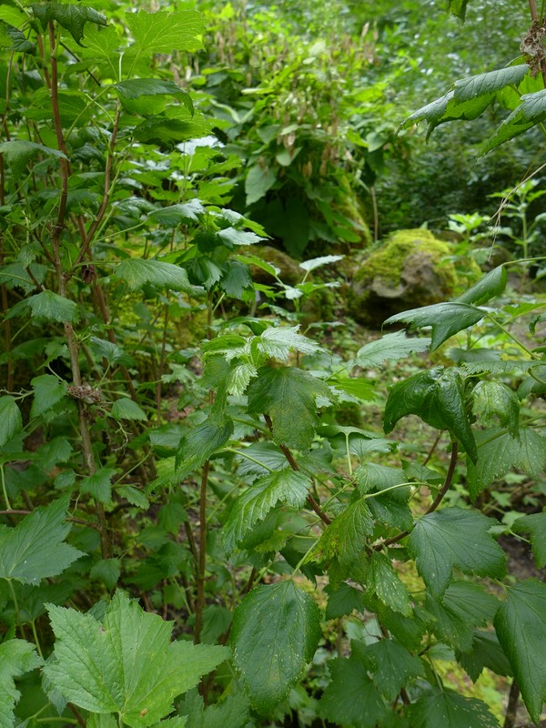 Cronartium ribicola_Ribes nigrum_JKruse (3)