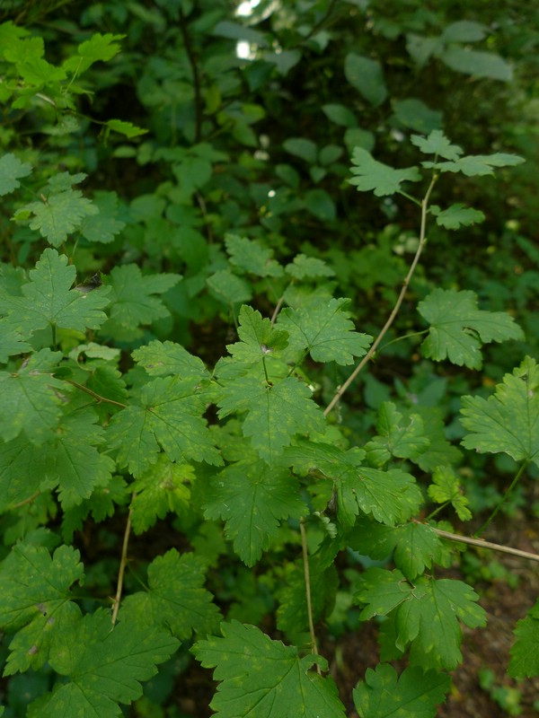 Cronartium ribicola_Ribes uva-crispa_JKruse