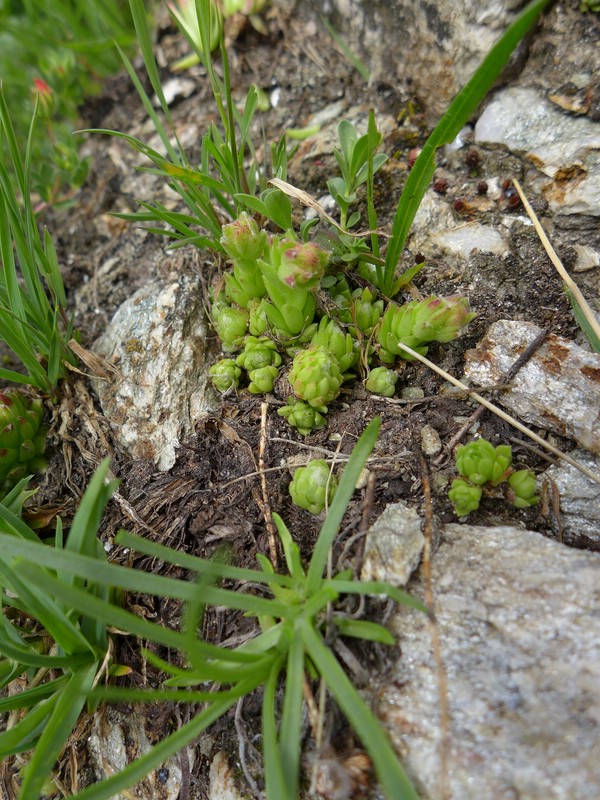 Endophyllum sempervivi_Sempervivum arachnoideum_JKruse