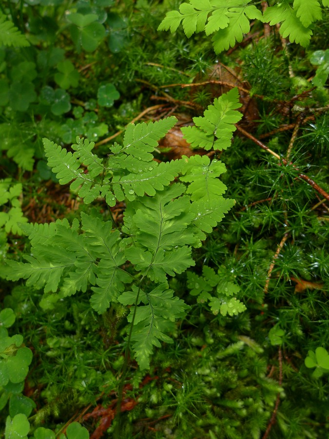 Hyalopsora aspidiotus_Gymnosporangium dryopteris_JKruse (1)