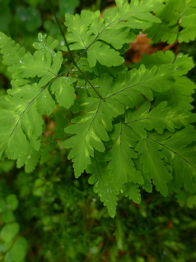 Hyalopsora aspidiotus_Gymnosporangium dryopteris_JKruse (3)