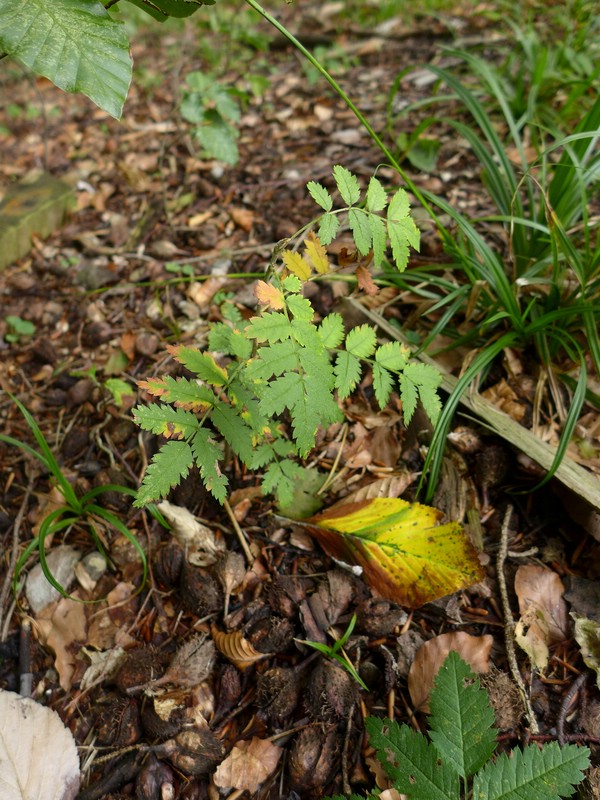 Ochropsora aria_Sorbus aucuparia_JKrusee