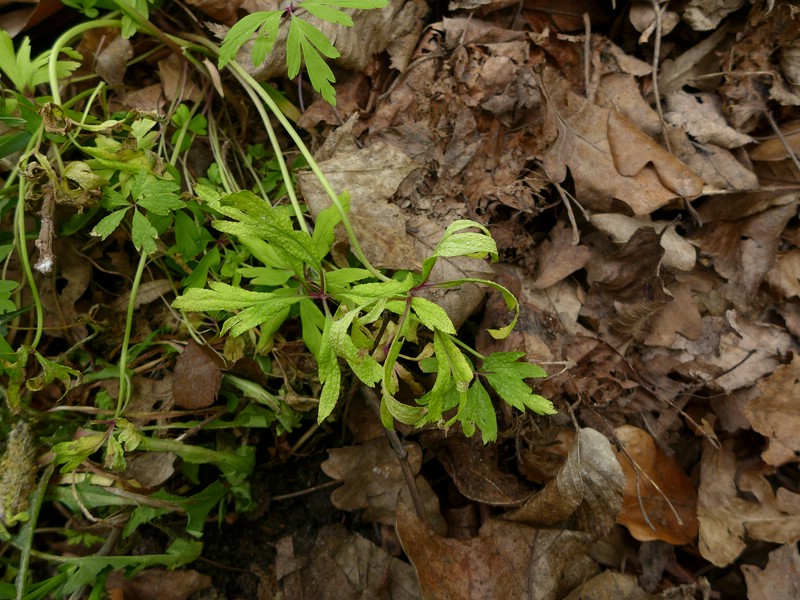 Ochropsora ariae_Anemone nemorosa_JKruse