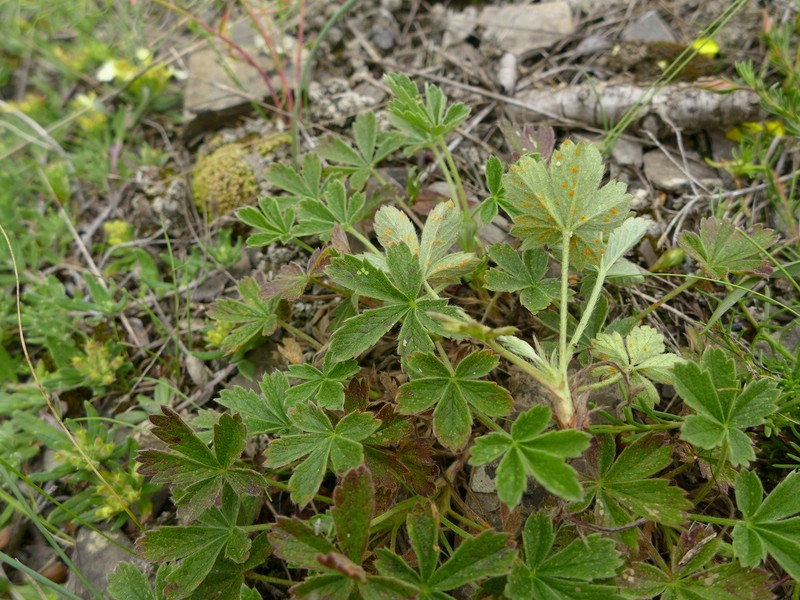 Phragmidium potentillae_Potentilla cinerea_JKruse