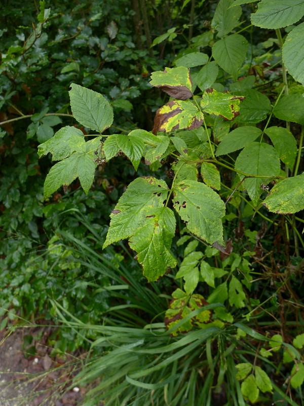 Phragmidium rubi-idaei_Rubus ideaus_JKruse