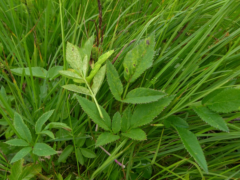 Puccinia angelicae_Angelica sylvestris_JKruse
