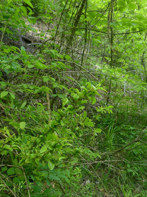 Puccinia arrhenatheri_Berberis vulgaris_JKruse (1)