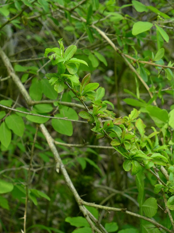 Puccinia arrhenatheri_Berberis vulgaris_JKruse (2)