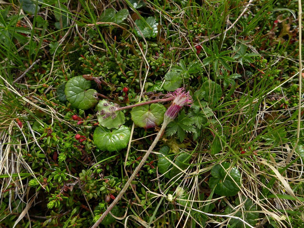 Puccinia conglomerata_Homogyne alpina_JKruse (1)
