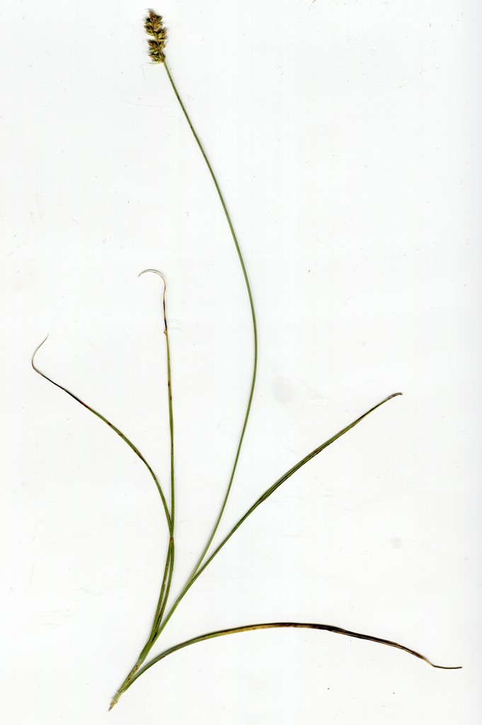Anthracoidea vankyi_Carex muricata_JKruse (1)