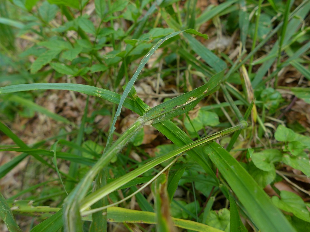 Puccinia persistens ssp. persistens var. heteroecica_Hordelymus europaeus_JKruse (1b) (1)