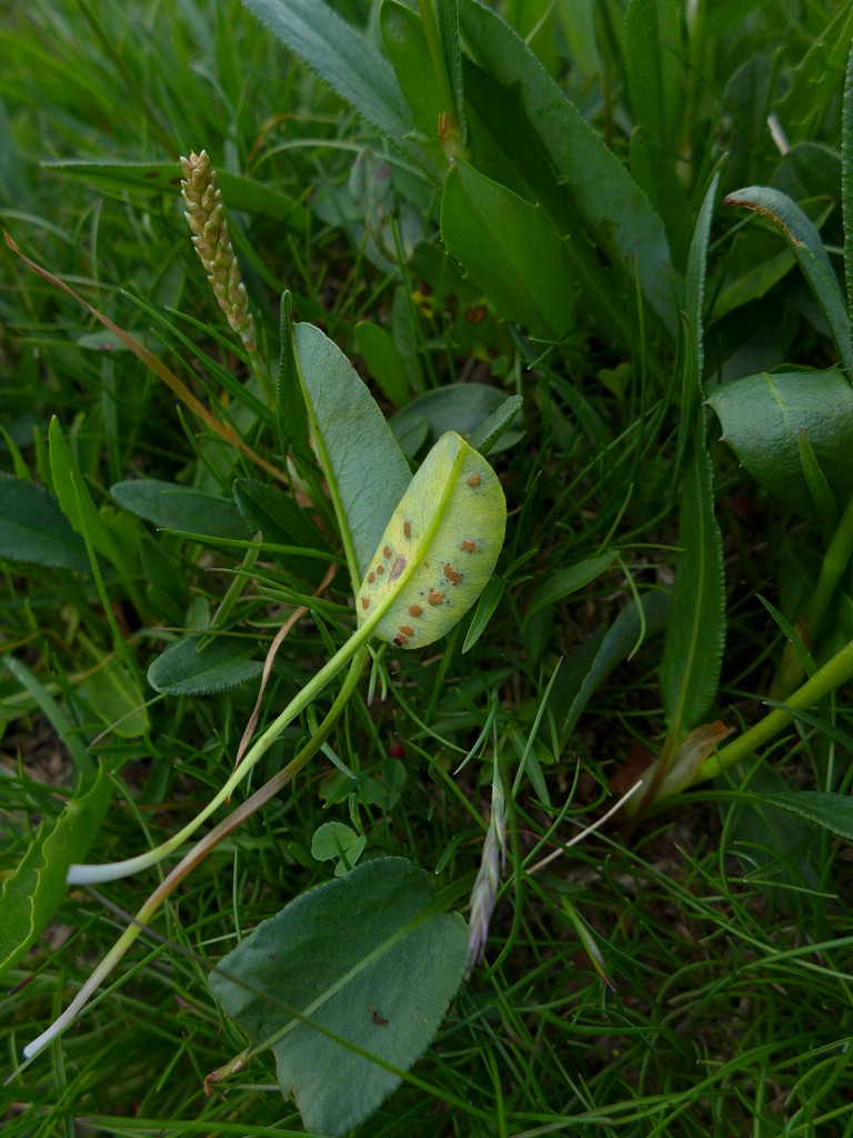 Puccinia polygoni-vivipari