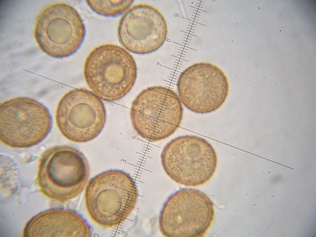 Puccinia-pringsheimiana_Carex-nigra