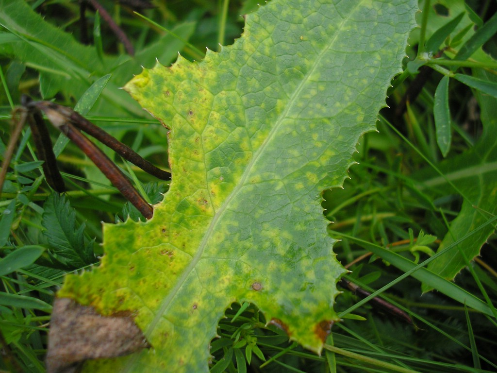 Puccinia-pseudosphaeria_Sonchus-arvensis