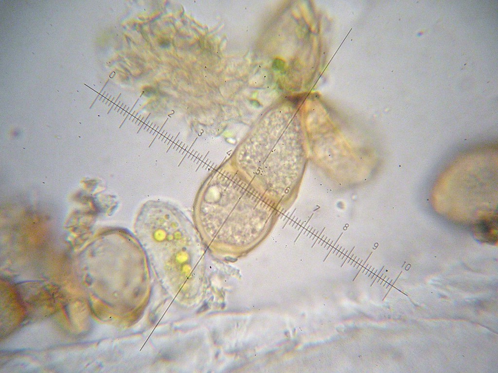 Puccinia-pseudosphaeria_Sonchus-arvensis
