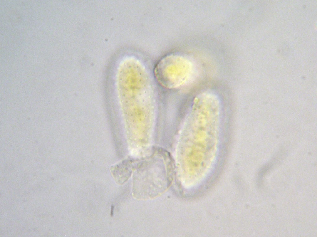 Puccinia-pseudosphaeria_Sonchus-arvensis